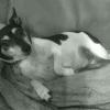 Bella in repose
Aug 2010