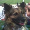 Tabasco at Bring your dog to the park nite at the Iron Pigs game