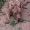 Lily the lovable pit bull Sept 2010
