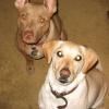 Tag and Lily