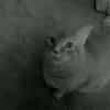 Baby in Black and white