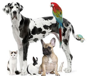 We handle all pets big and small